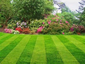 Lawn Fertilizing / Fertilizer